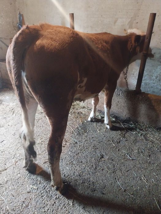 Vițică de vânzare