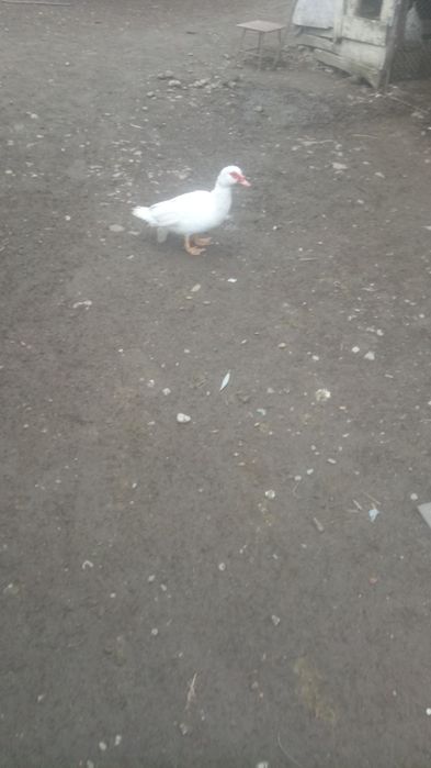 Doi rățoi leșesc de vânzare,și două femele iepure hycole