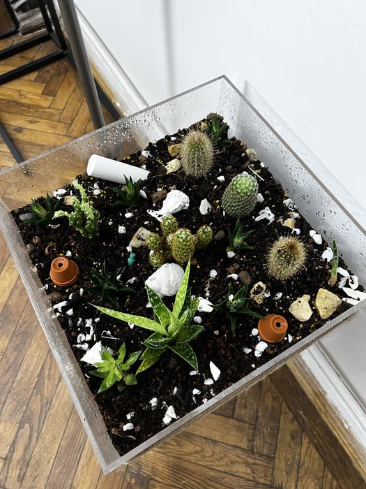 Terrariu decorativ cu aloe si cactusi