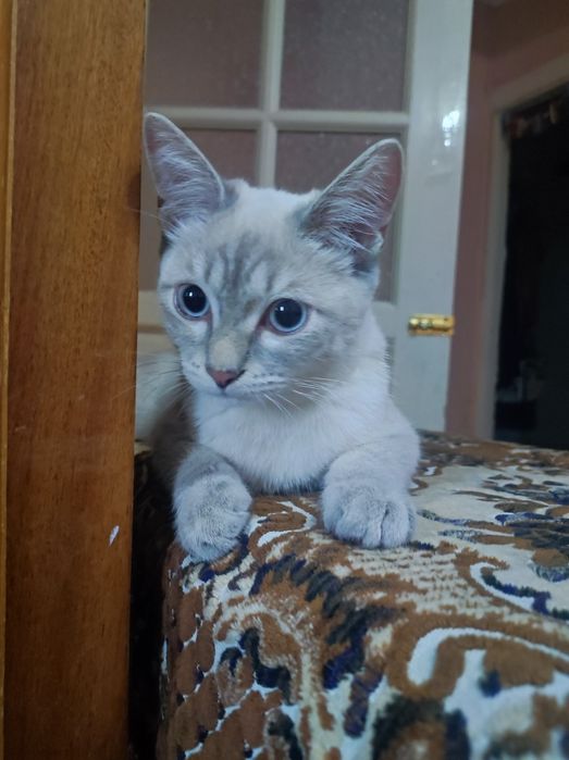 Котёнок мальчик 4,5 месяца