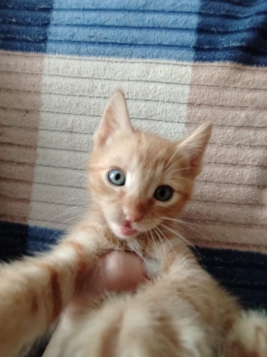 Продам милых котиков