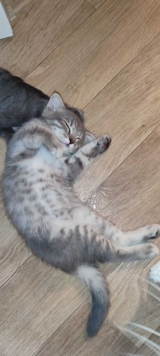 Вислоухие британские котята