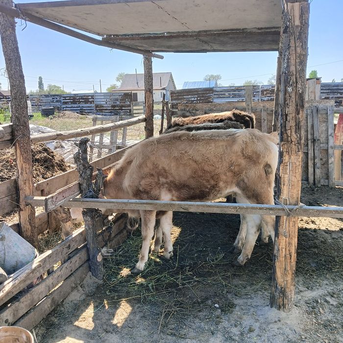 Тана кунажын. Телка