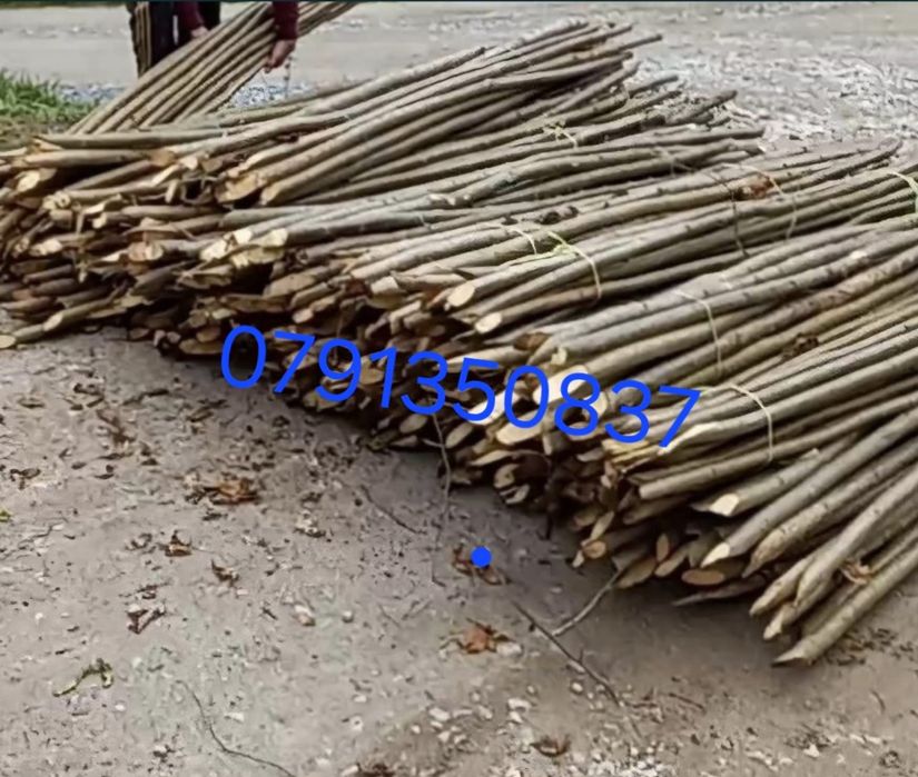 Pari de fasole și de roșii