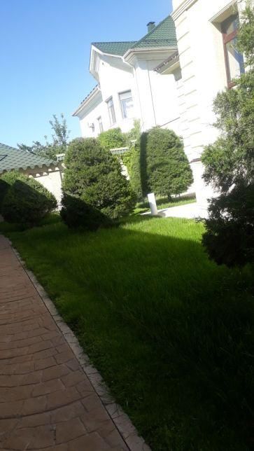 Газон автр палиф