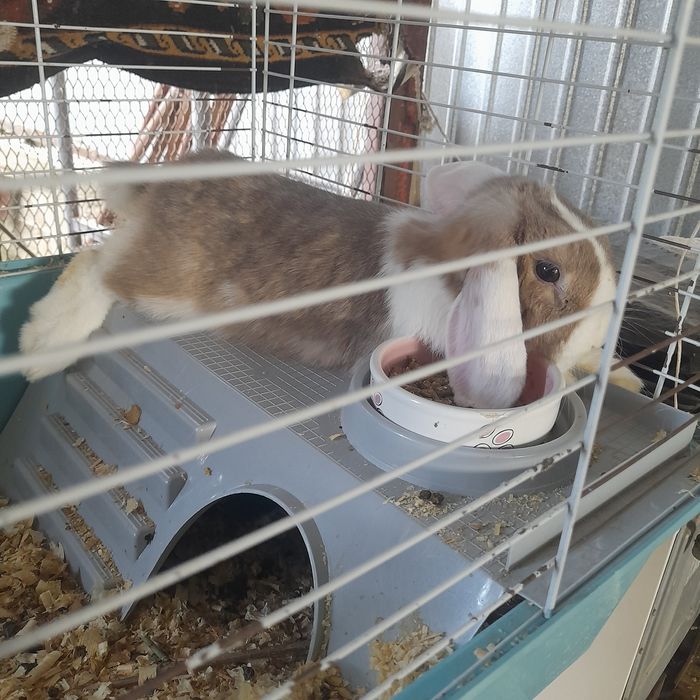 Кролик вислоухий