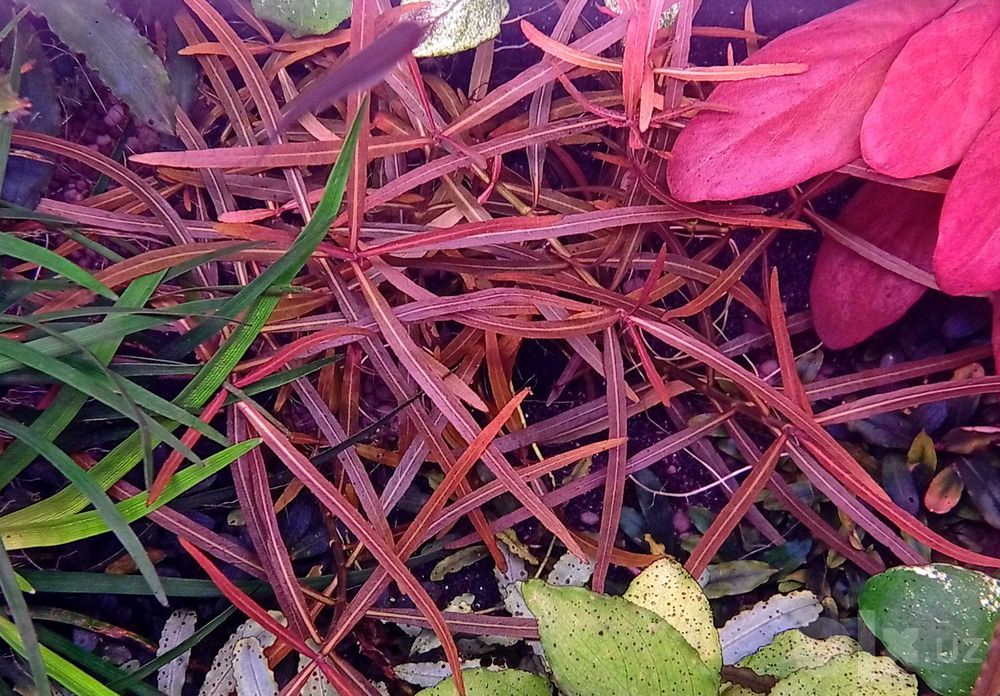Гигрофила арагвайа (Hygrophila sp. Araguaia.) — аквариумное растение.