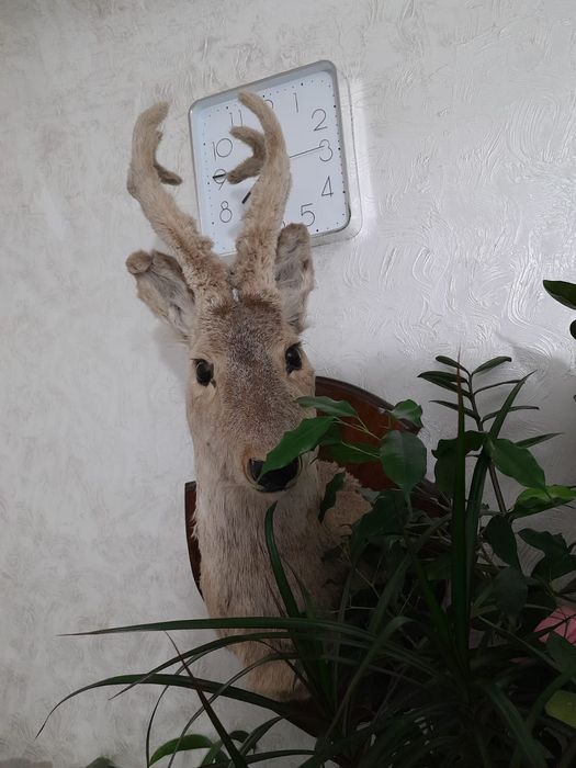 Чучила косули 50000 тг