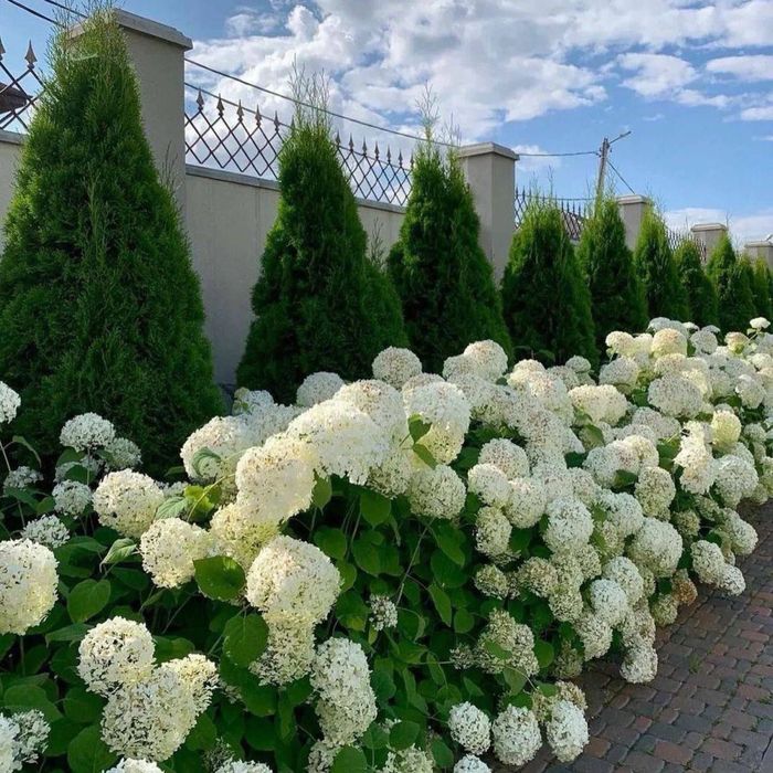 Озеленение Благоустройство