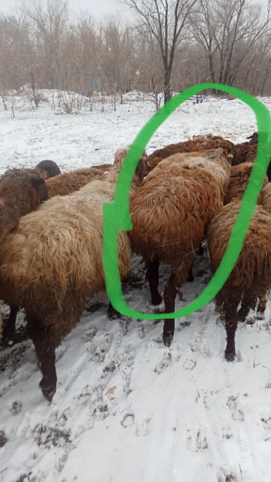 Продам кошкара на племя