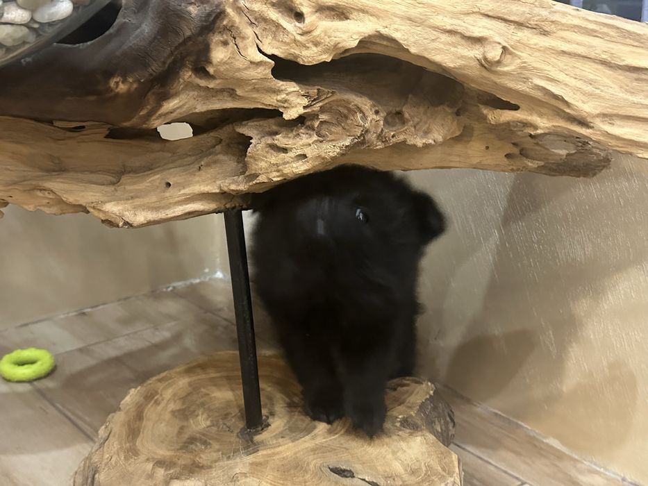 Малки сладки бебета померани