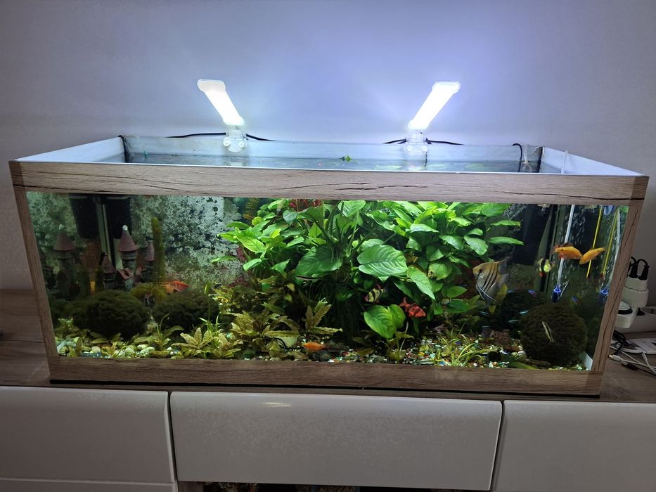 Acvariu plantat si populat 160 litri