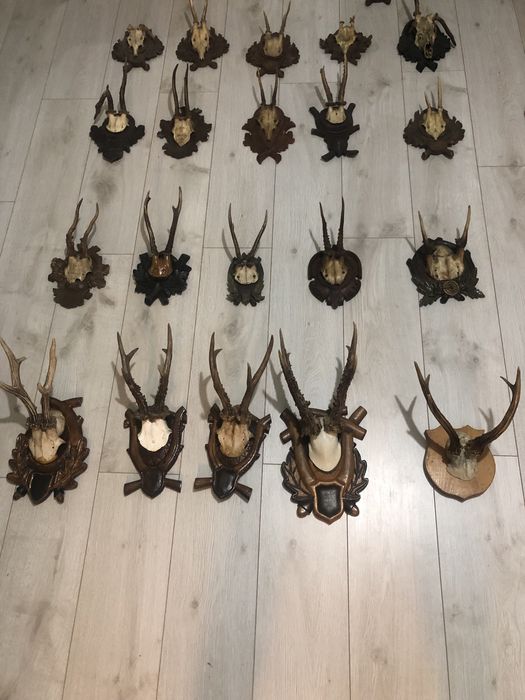 Vând cornițe vechi de căprior