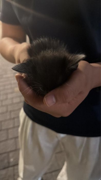 Котята бесплатно