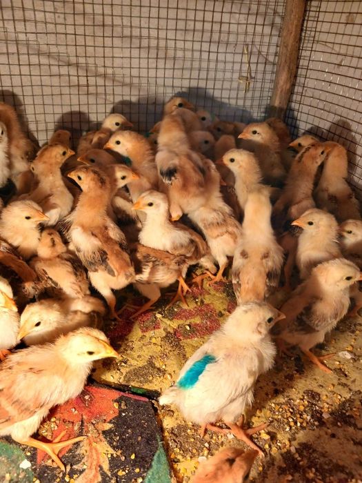 Жужалари сотилади Венгерские велекан тухум ва гушт юналишида