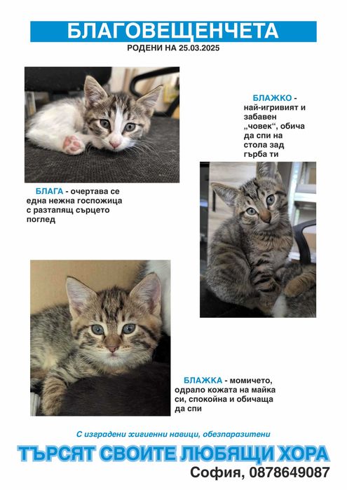 Три шепи живот търсят своите човеци!