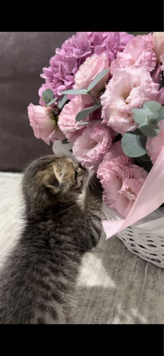 вислоухий котёнок