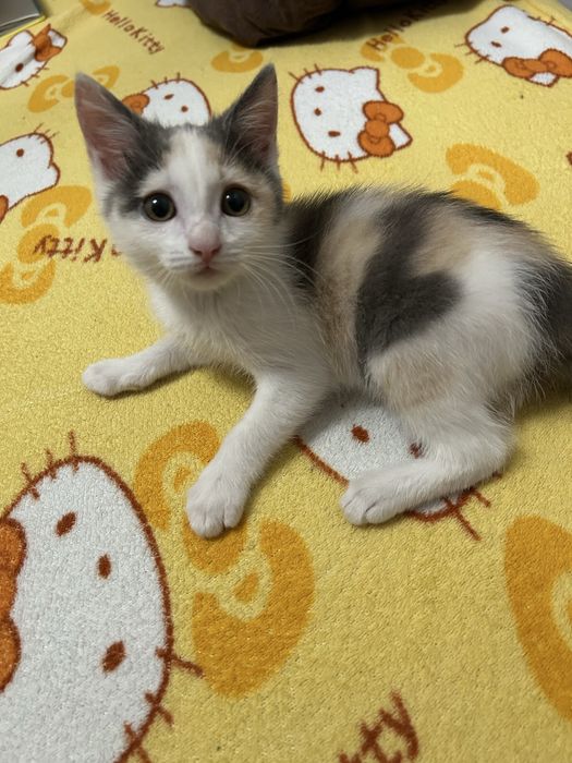 Котенок девочка ищет дом .