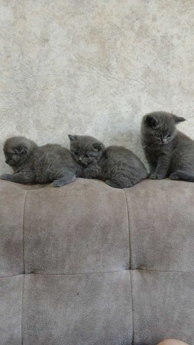 Элитные котята от чистокровных родителей!!!