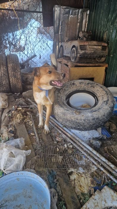 Отдам алабайчика в хорошие руки