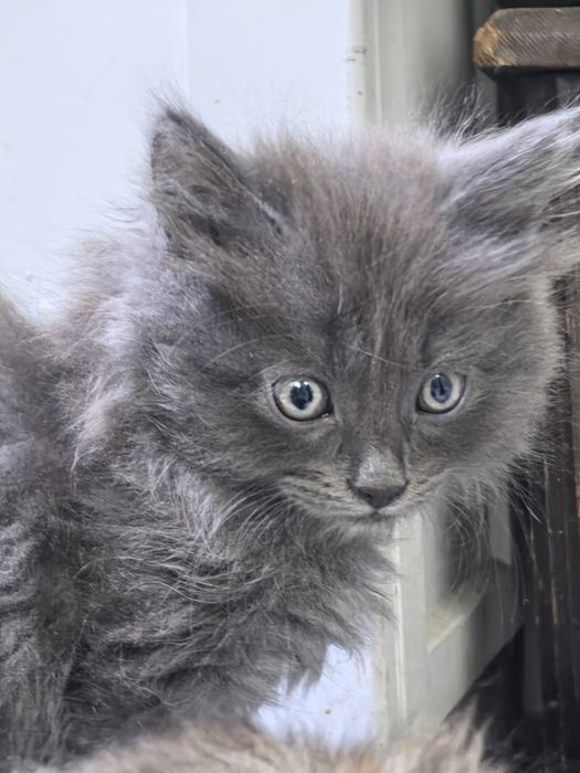Котёнок серый колико