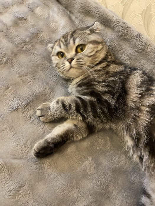 Продам кошку