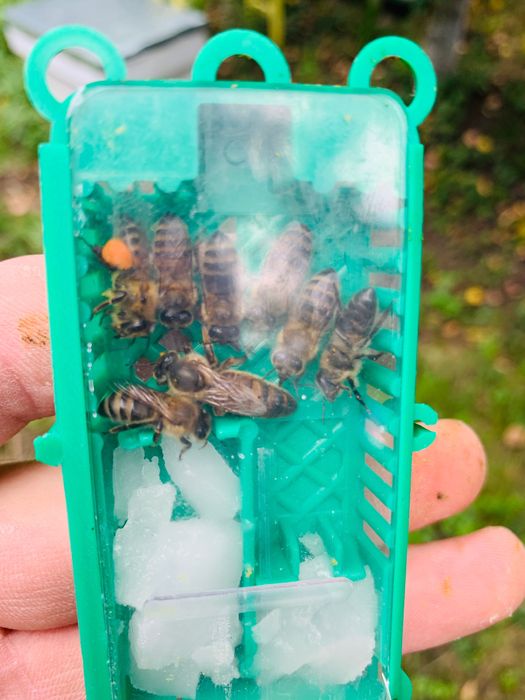 Пчелни майки от селективни семейства