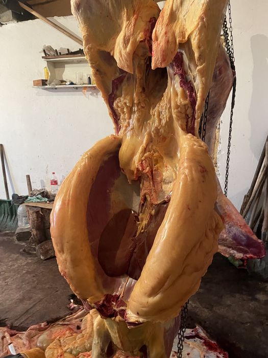 Семіз Байталдар сатылады