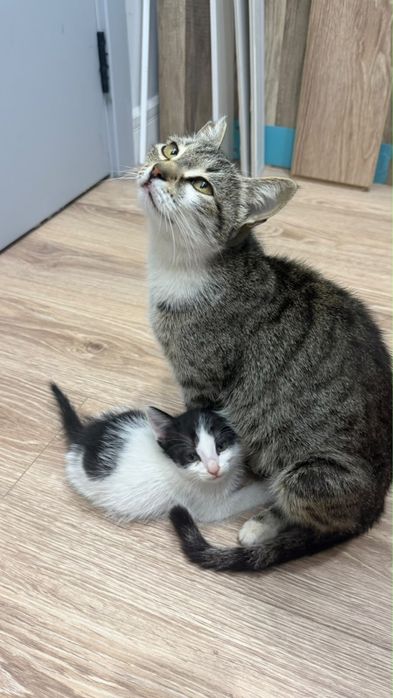 В хорошие руки кошка