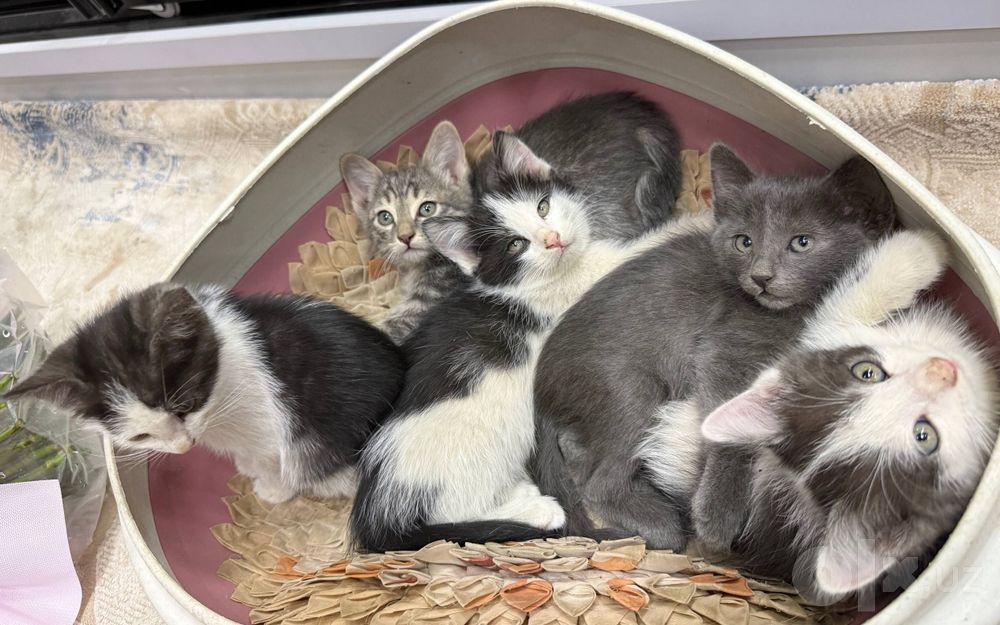 Котята. Mushukchalar.