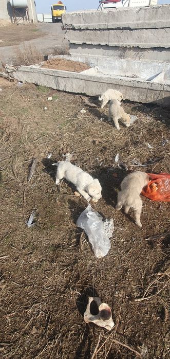 Щенки сатылады 4 штук