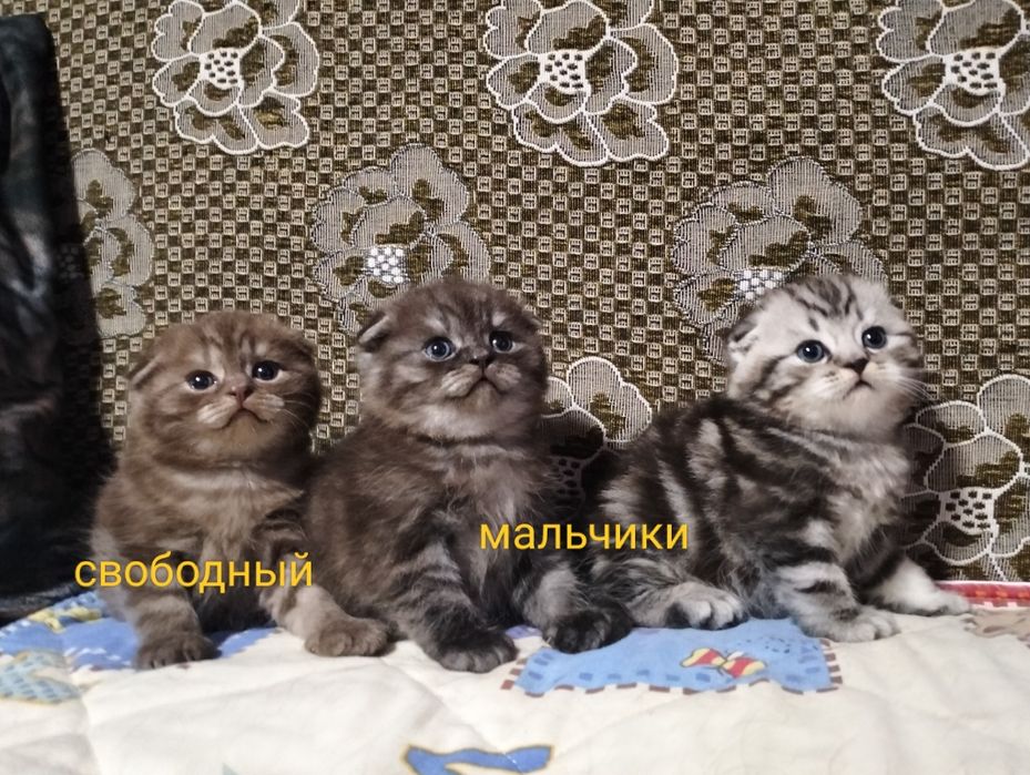 Открыта бронь. Шотландские малыши.