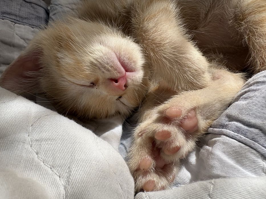 Отдаю котенка Срочно!!