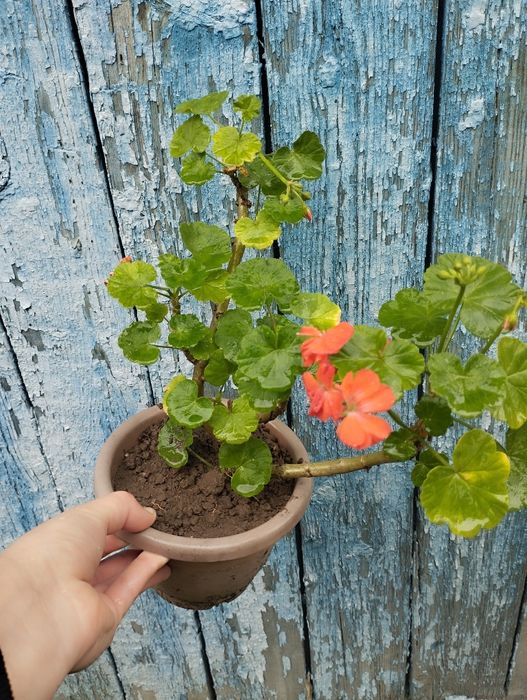 Герань домашняя цветная