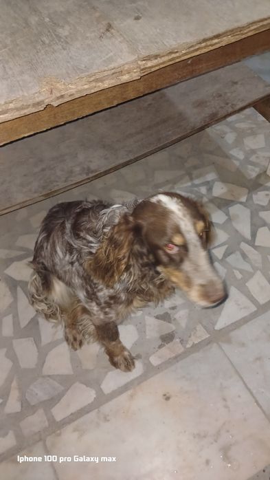 Продаю спаниель охотничий