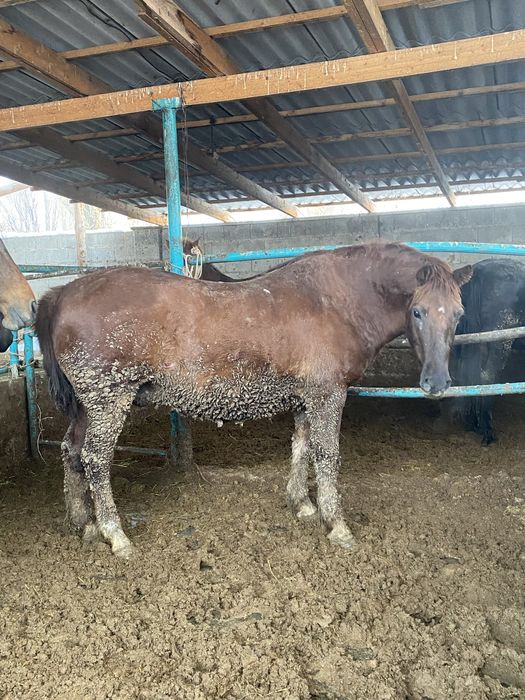 Бордакы жылкылар  согым