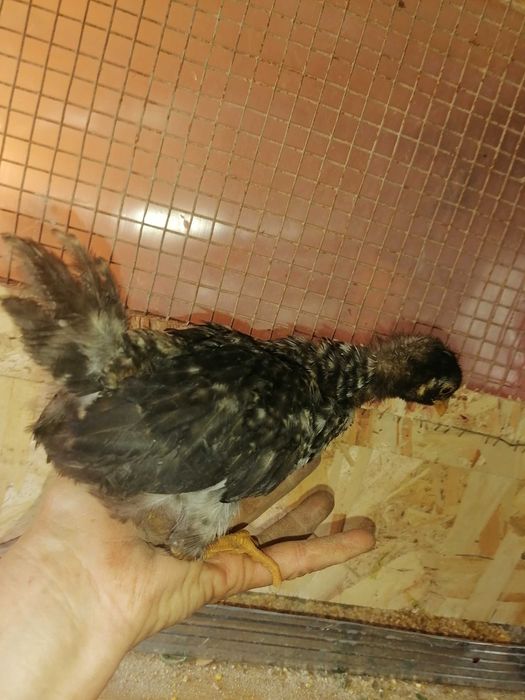 Цыплята месячные