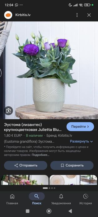 Эустома низкорослая