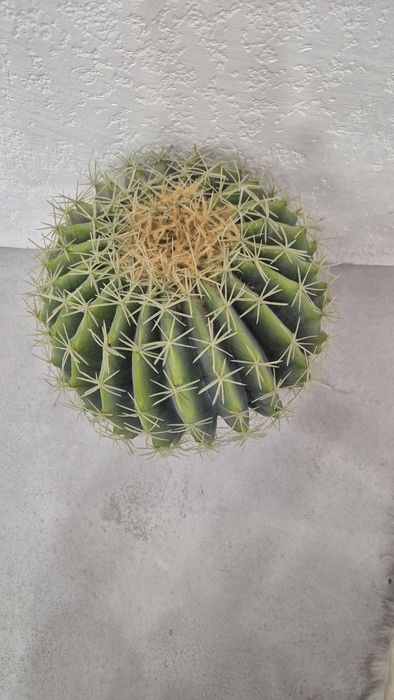 Искусственные цветы. Кактусы