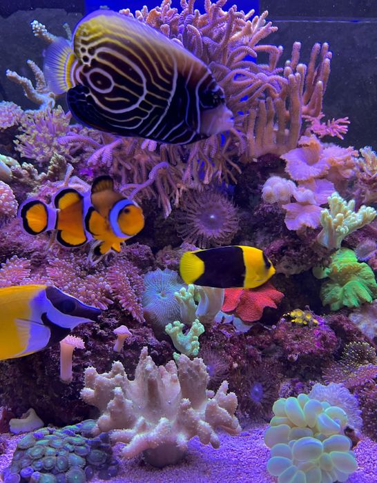 Аквариум морской