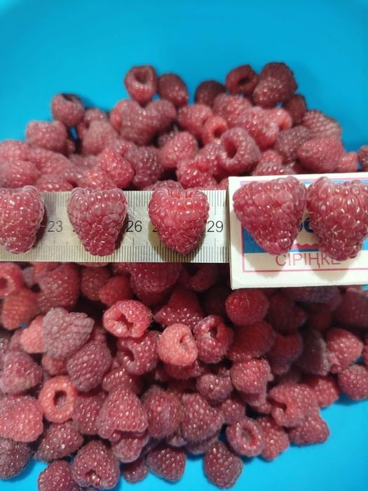 Продам саженцы ремонтантной малины