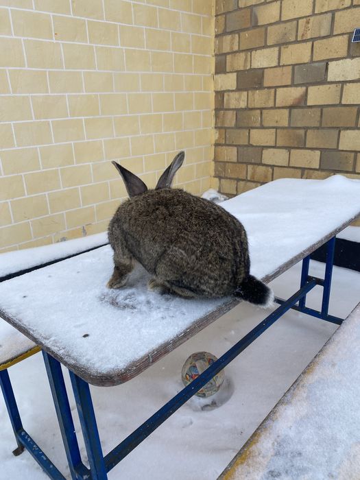 Продам кроликов миксы самцы или обмен