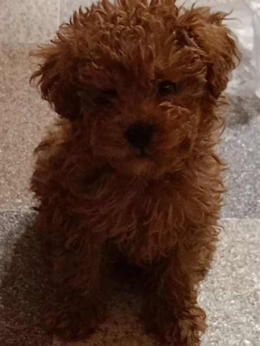 Пудел той уникално