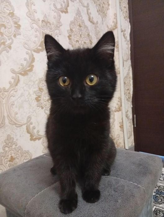 Qzqadganla boʻsa olila jovop bor tezroq op qolila narh zor
