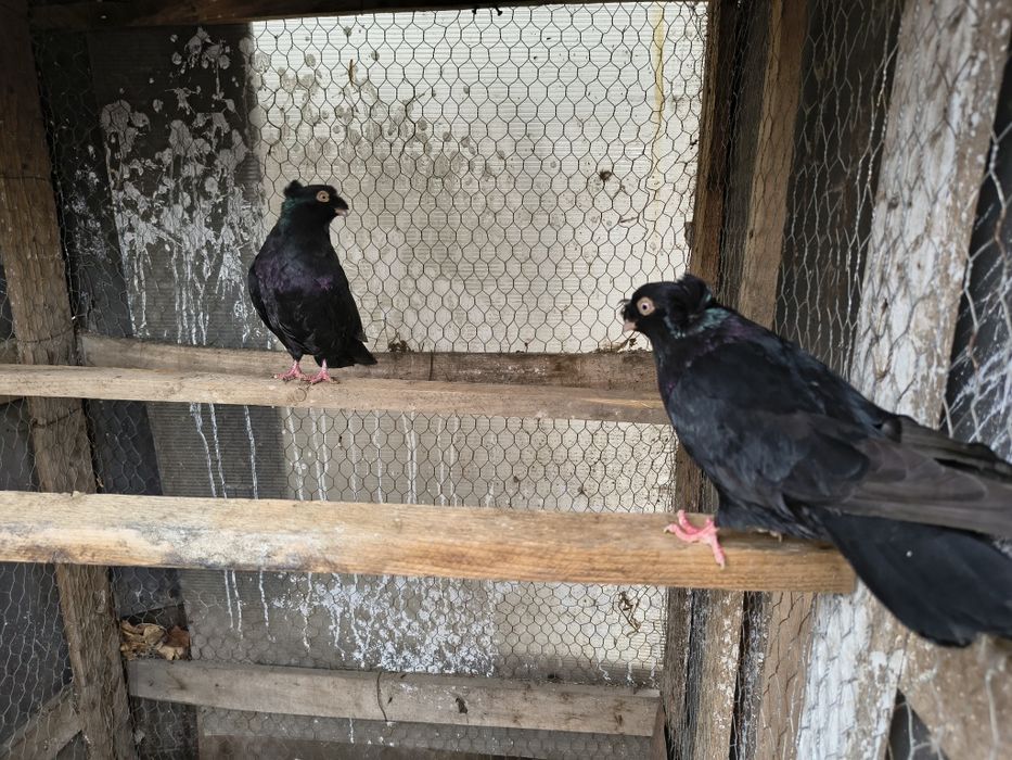 Vând porumbei dublu moț