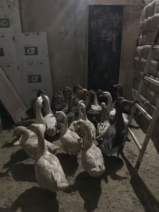 Продам гусей, срочно!