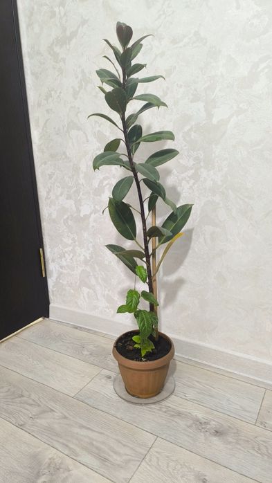 Срочно продам домашние цветы!