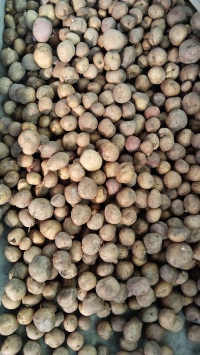 Продам картофель мелкий.