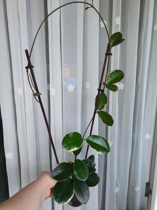 Hoya Australis Blondie cu cresteri noi!