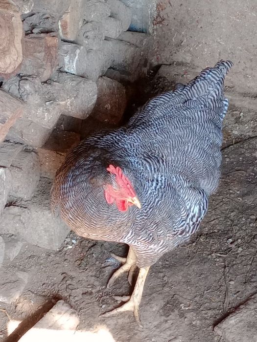 Vând 4 cocoșei moțați încălțați